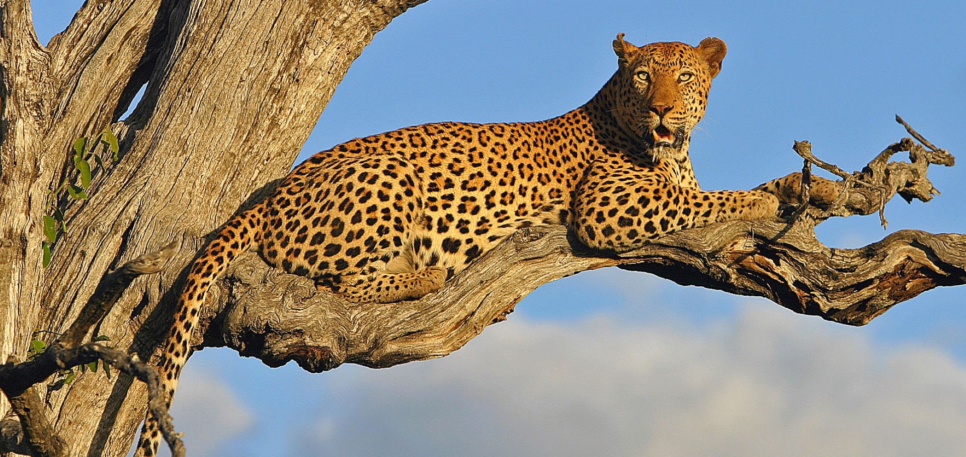 South-Africa-Leopard-by-Gavin-Lautenbach