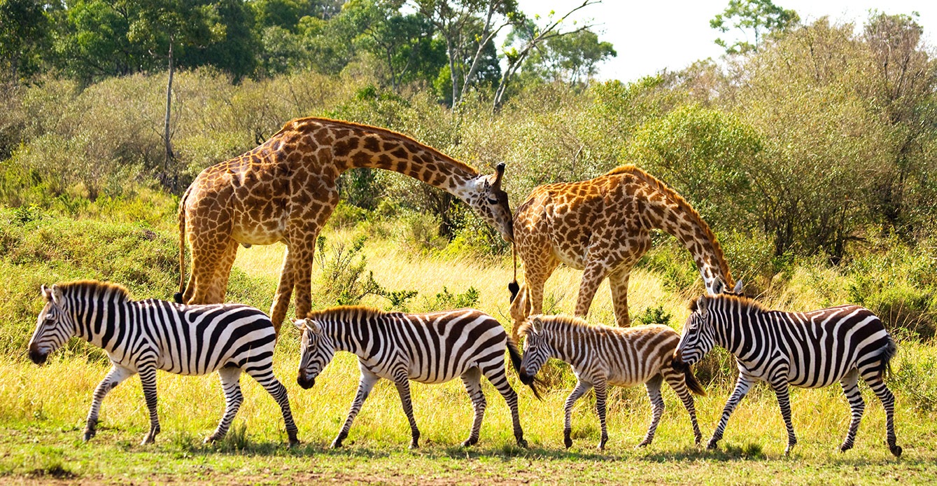 animals-2